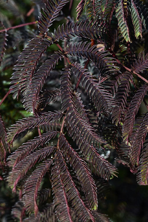  Chocolate Fountain Weeping Mimosa Tree - 7 Gallon Pot (4-5')