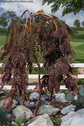  Chocolate Fountain Weeping Mimosa Tree - 7 Gallon Pot (4-5')