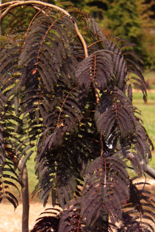  Chocolate Fountain Weeping Mimosa Tree - 7 Gallon Pot (4-5')