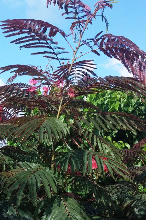  Evey's Pride Mimosa Tree - 7 Gallon Pot
