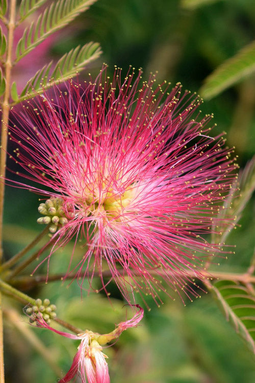  Evey's Pride Mimosa Tree - 7 Gallon Pot