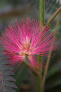  Evey's Pride Mimosa Tree - 7 Gallon Pot