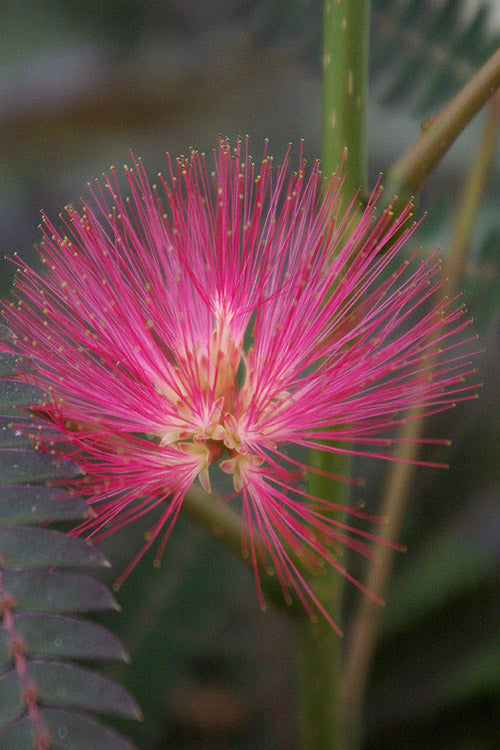  Evey's Pride Mimosa Tree - 7 Gallon Pot