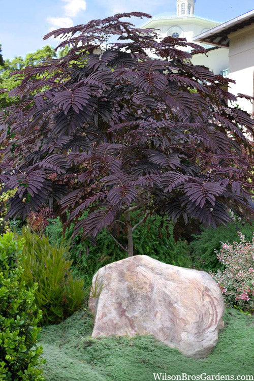  Summer Chocolate Mimosa Tree - 7 Gallon Pot (5-6')