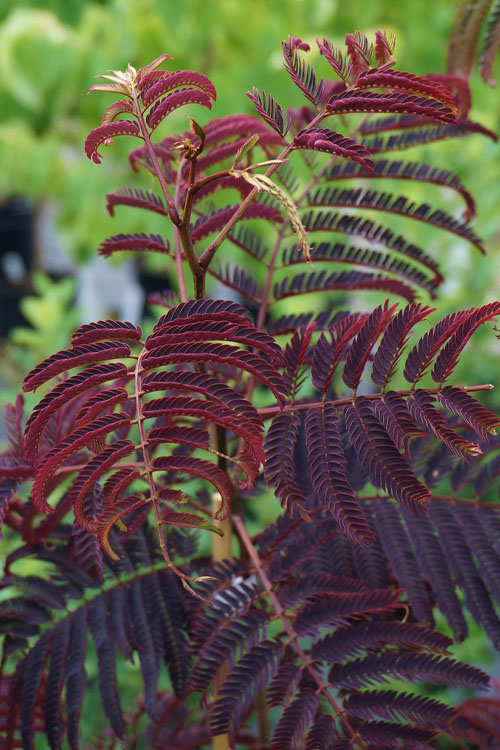  Summer Chocolate Mimosa Tree - 7 Gallon Pot (5-6')