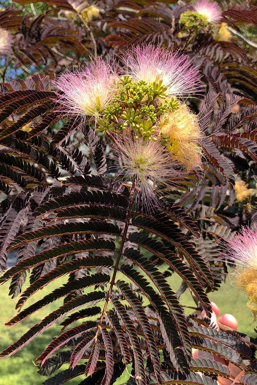  Chocolate Fountain Weeping Mimosa Tree - 7 Gallon Pot (4-5')