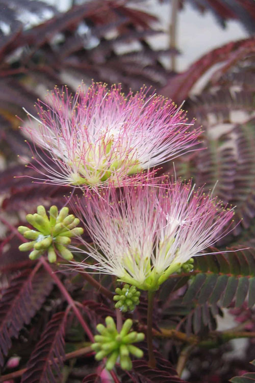  Summer Chocolate Mimosa Tree - 7 Gallon Pot (5-6')