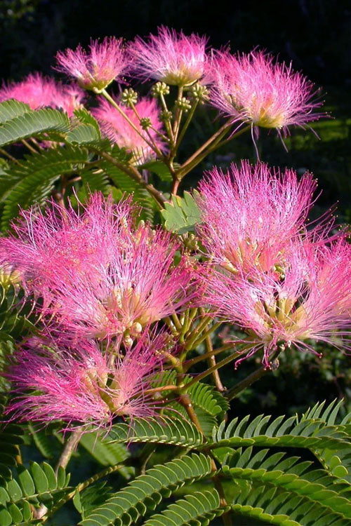  Tropical Dream Fragrant Mimosa Tree - 7 Gallon Pot