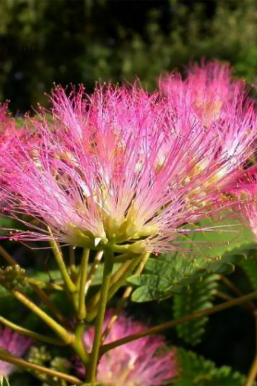  Tropical Dream Fragrant Mimosa Tree - 7 Gallon Pot