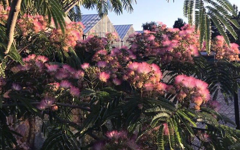  Tropical Dream Fragrant Mimosa Tree - 7 Gallon Pot