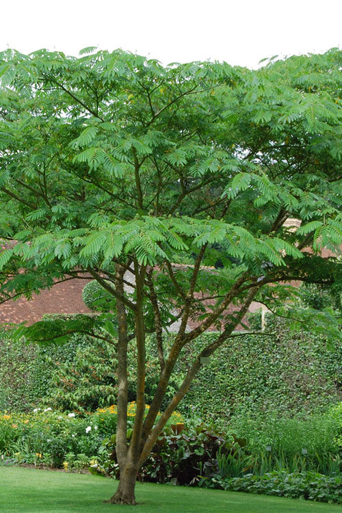  Tropical Dream Fragrant Mimosa Tree - 7 Gallon Pot