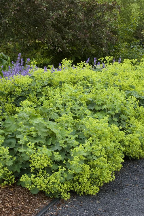  Auslese Lady's Mantle (Alchemilla Mollis) - 1 Gallon Pot