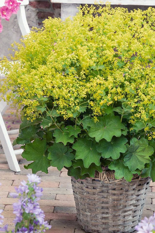  Auslese Lady's Mantle (Alchemilla Mollis) - 1 Gallon Pot