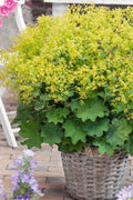  Auslese Lady's Mantle (Alchemilla Mollis) - 1 Gallon Pot