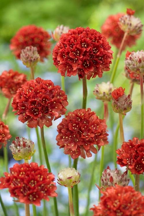  Ballerina Red Sea Thrift (Armeria Pseudarmeria) - 5 Pack Of Quart Pots