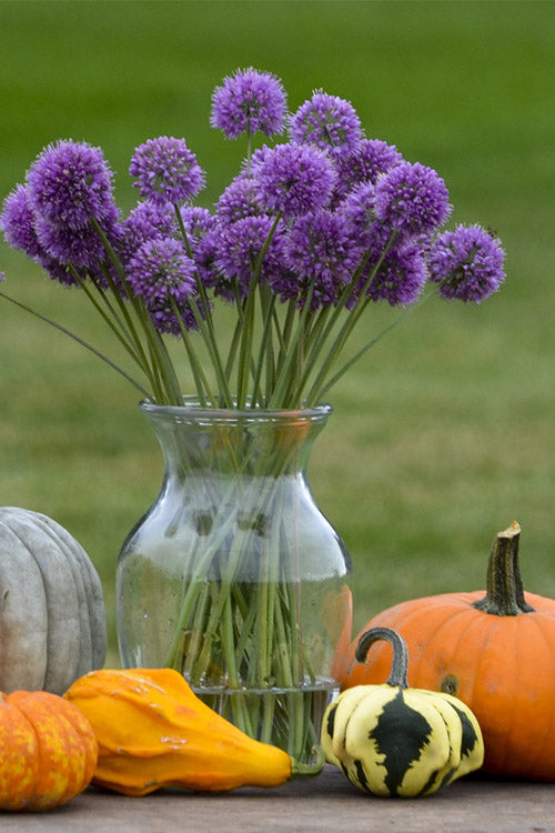  Medusa Allium (Ornamental Onion) - 1 Gallon Pot