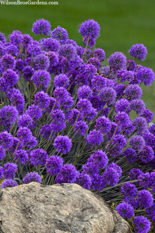  Medusa Allium (Ornamental Onion) - 1 Gallon Pot