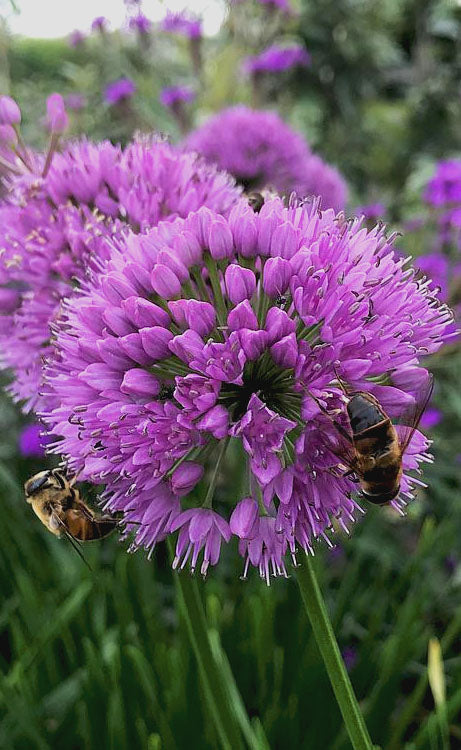  Millenium Allium (Ornamental Onion) - 1 Gallon Pot