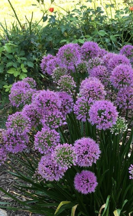  Millenium Allium (Ornamental Onion) - 6 Pack Of 1 Gallon Pots