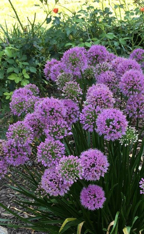  Millenium Allium (Ornamental Onion) - 1 Gallon Pot