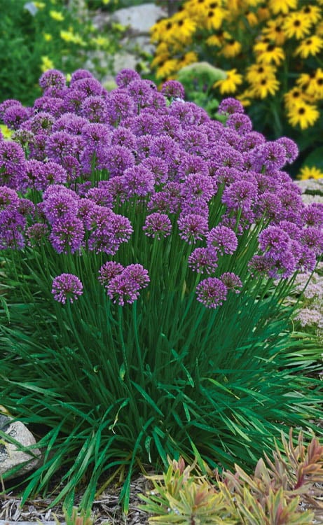  Millenium Allium (Ornamental Onion) - 6 Pack Of 1 Gallon Pots