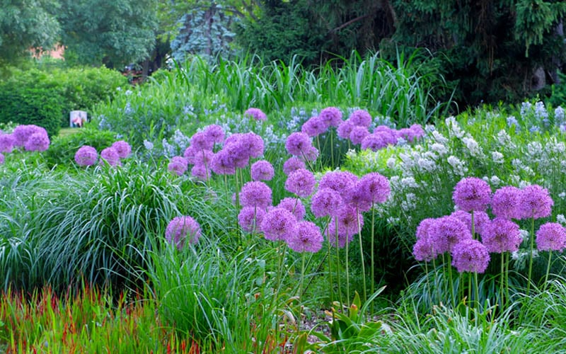  Millenium Allium (Ornamental Onion) - 6 Pack Of 1 Gallon Pots
