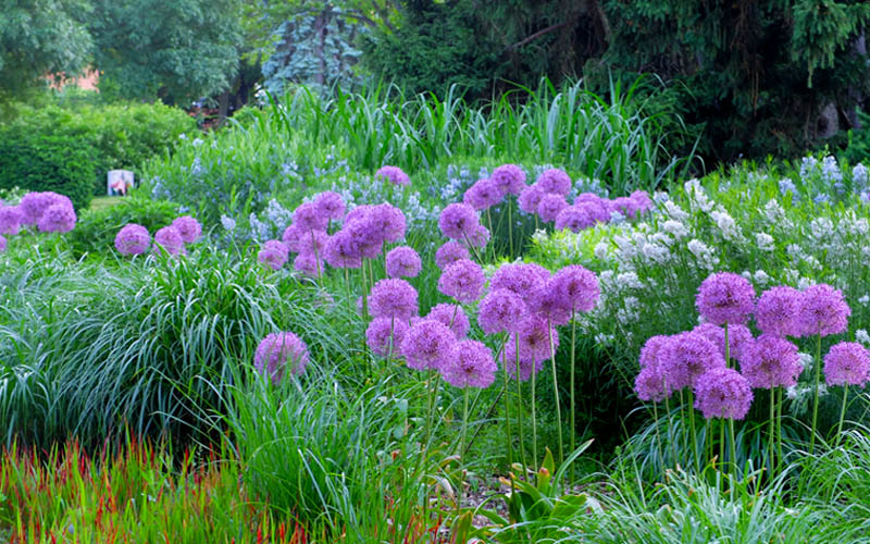  Millenium Allium (Ornamental Onion) - 1 Gallon Pot
