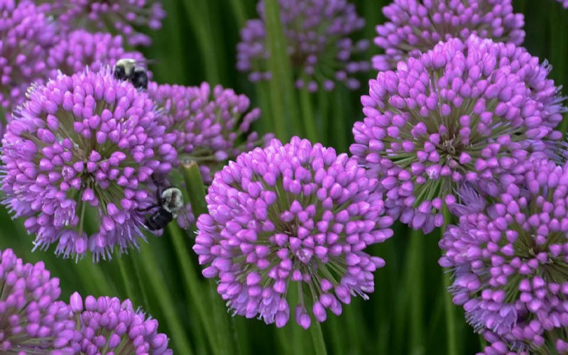  Millenium Allium (Ornamental Onion) - 6 Pack Of 1 Gallon Pots