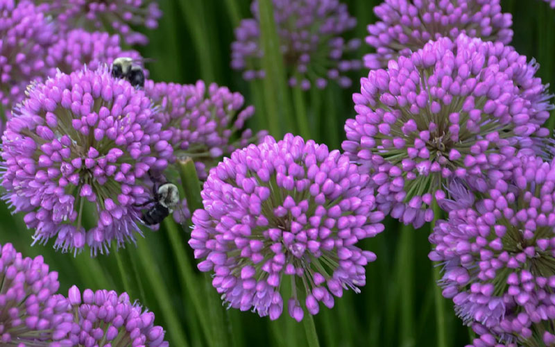  Millenium Allium (Ornamental Onion) - 1 Gallon Pot