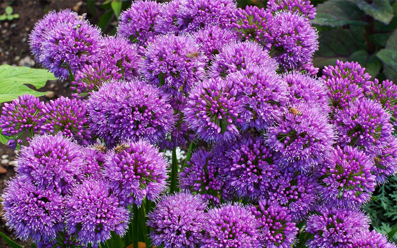  Millenium Allium (Ornamental Onion) - 1 Gallon Pot