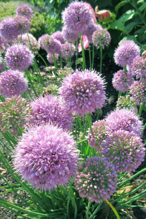  Pink Planet Allium (Ornamental Onion) - 6 Pack 1 Gallon Pot