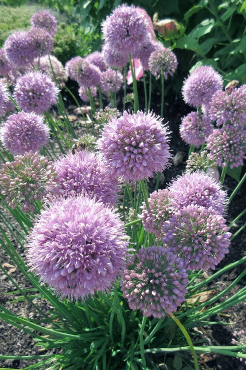 Pink Planet Allium (Ornamental Onion) - 1 Gallon Pot