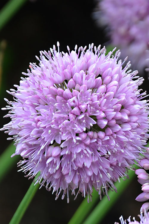  Pink Planet Allium (Ornamental Onion) - 6 Pack 1 Gallon Pot