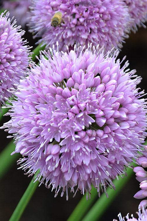  Pink Planet Allium (Ornamental Onion) - 6 Pack 1 Gallon Pot