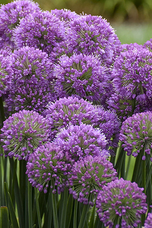 Serendipity Allium (Ornamental Onion) - 1 Gallon Pot