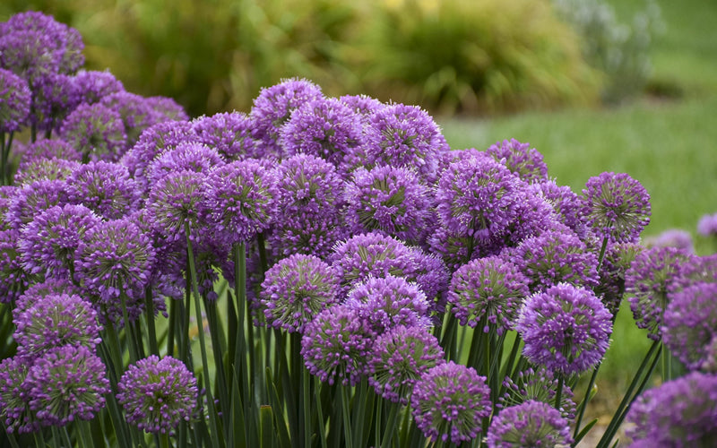  Serendipity Allium (Ornamental Onion) - 1 Gallon Pot