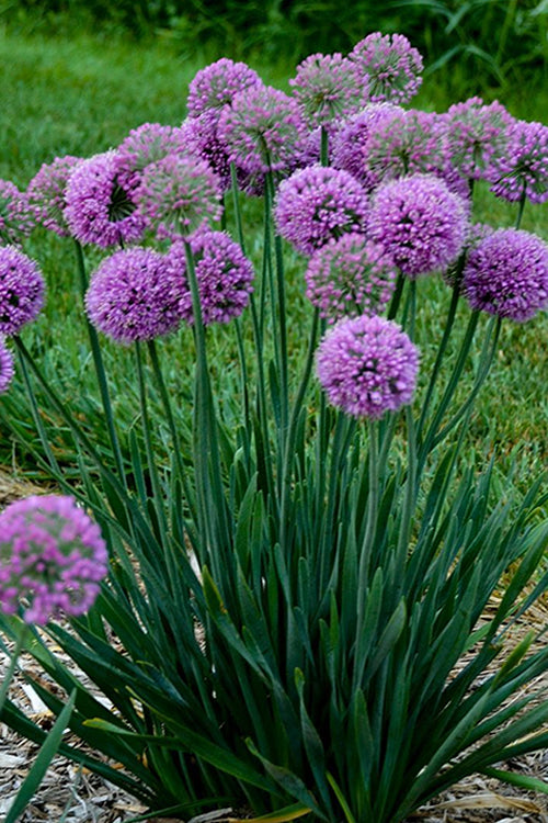  Serendipity Allium (Ornamental Onion) - 1 Gallon Pot
