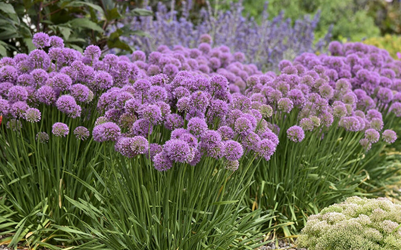  Serendipity Allium (Ornamental Onion) - 1 Gallon Pot