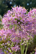 Prairie Onion (Allium) - 1 Gallon Pot