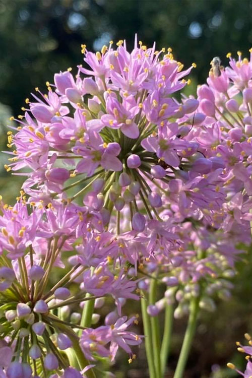  Prairie Onion (Allium) - 1 Gallon Pot