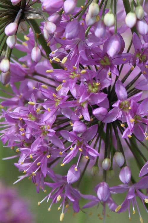  Prairie Onion (Allium) - 1 Gallon Pot
