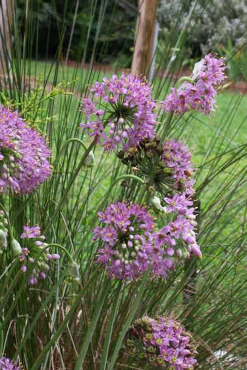  Prairie Onion (Allium) - 1 Gallon Pot