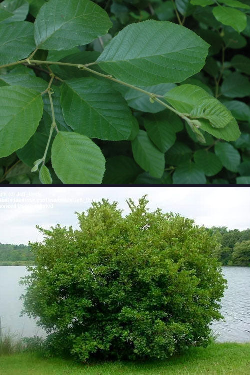  Smooth Alder Tree (Alnus Serrulata) - 1 Gallon Pot