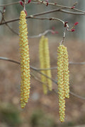  Smooth Alder Tree (Alnus Serrulata) - 1 Gallon Pot