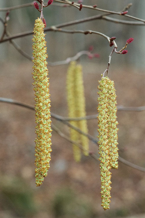  Smooth Alder Tree (Alnus Serrulata) - 1 Gallon Pot