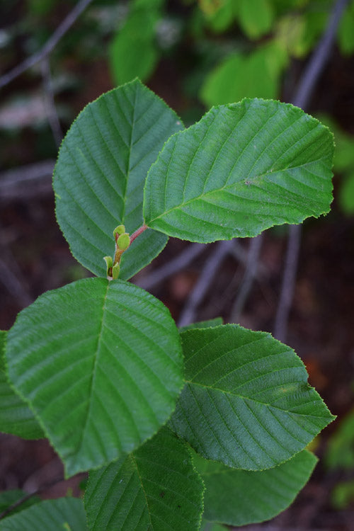  Smooth Alder Tree (Alnus Serrulata) - 1 Gallon Pot