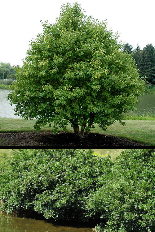  Smooth Alder Tree (Alnus Serrulata) - 1 Gallon Pot