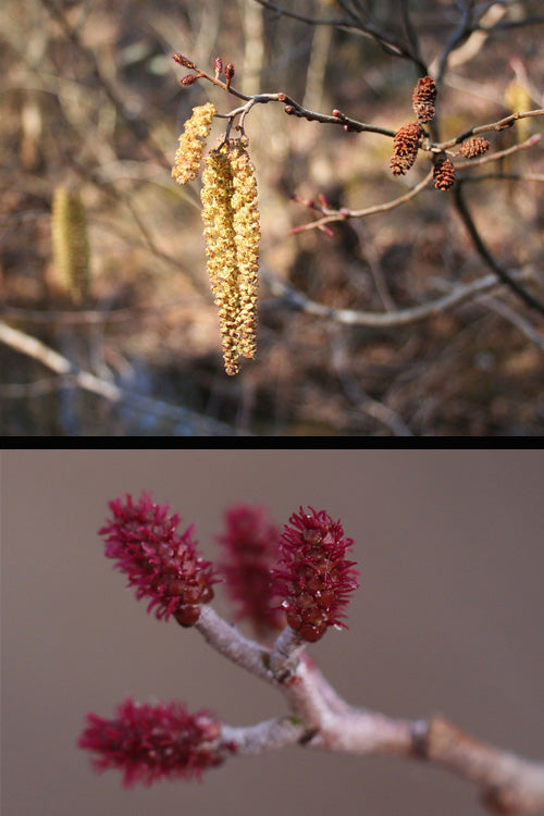  Smooth Alder Tree (Alnus Serrulata) - 1 Gallon Pot
