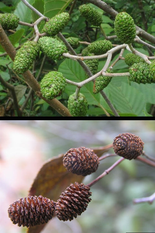  Smooth Alder Tree (Alnus Serrulata) - 1 Gallon Pot