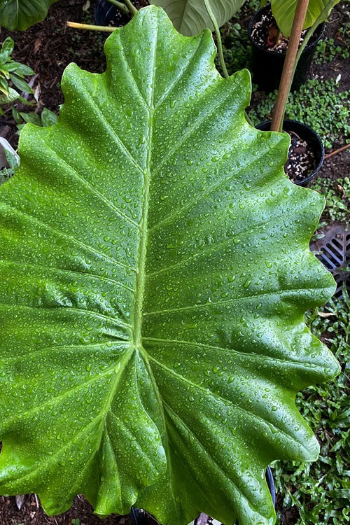  Ruffled Upright Elephant Ear (Alocasia 'Portora') - 1 Gallon Pot